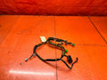 97 01 HONDA PRELUDE 2.2L CLIMATE CONTROL WIRING HARNESS 32117 S30 A020 OEM #3360