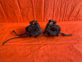 OEM 2007 BMW 335Xi 335i AWD SEDAN DRIVER LEFT PASSENGER RIGHT BRAKE CALIPER SET0